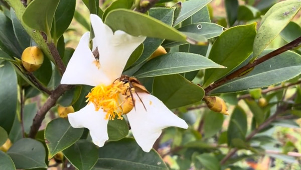 油茶是茶籽樹(shù)，屬于茶科植物，因?yàn)槠浞N子能夠榨取茶油食用得名
